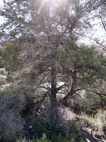 Singleleaf pinyon pine