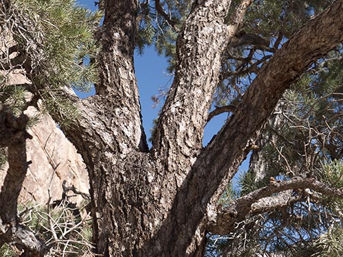 Singleleaf pinyon pine
