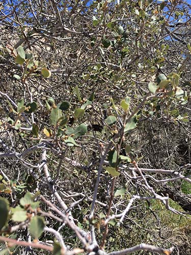 Sonoran scrub oak