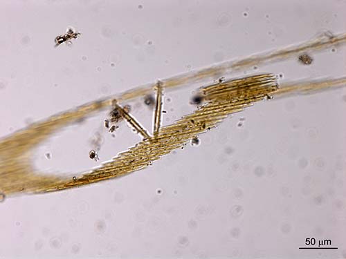 Bacillaria paxillifer