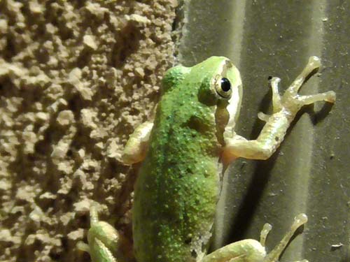Baja California treefrog