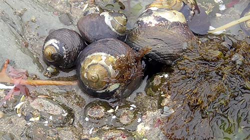 Black turban snail