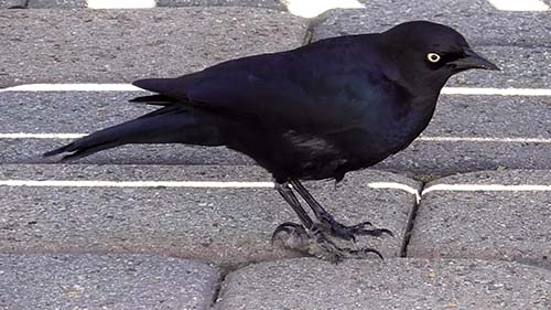 Brewer's blackbird