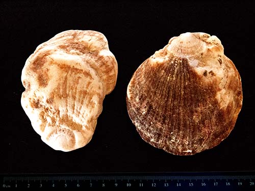 Giant rock scallop