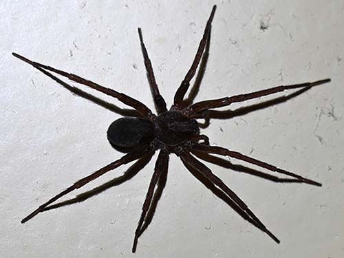 Gray house spider