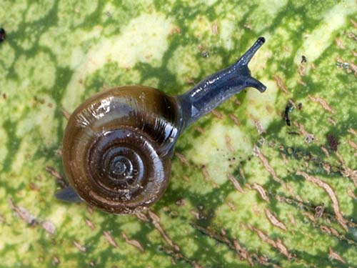 Cellar glass-snail