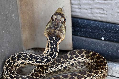 PacificGopherSnake