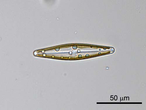 Pennate diatom