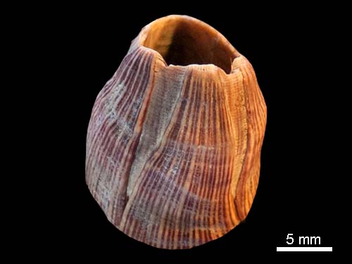 Red-striped acorn barnacle