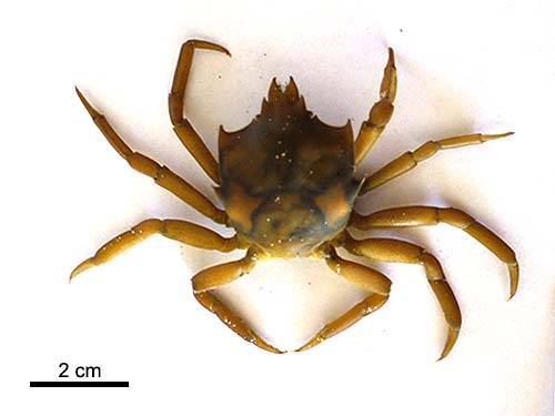 Shield-backed kelp crab