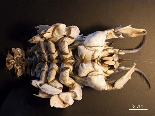 Spiny mole crab