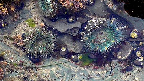 Startburst anemone