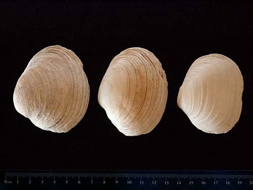 Washington clam