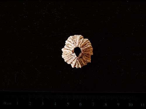 White-ribbed red barnacle