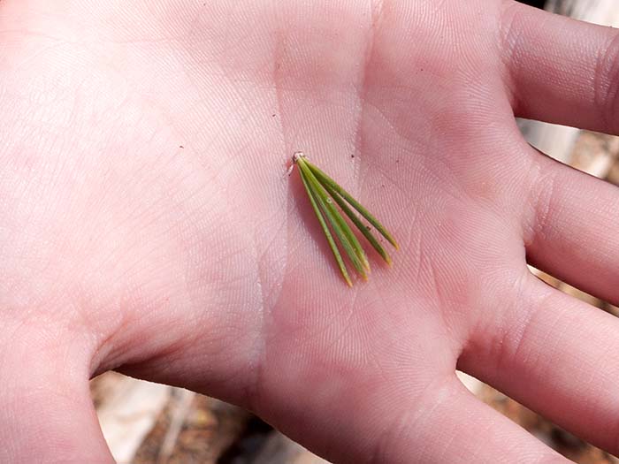 A 5-needle bundle of a bristlecone pine