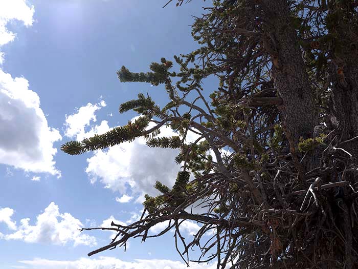A great basin bristlecone pine