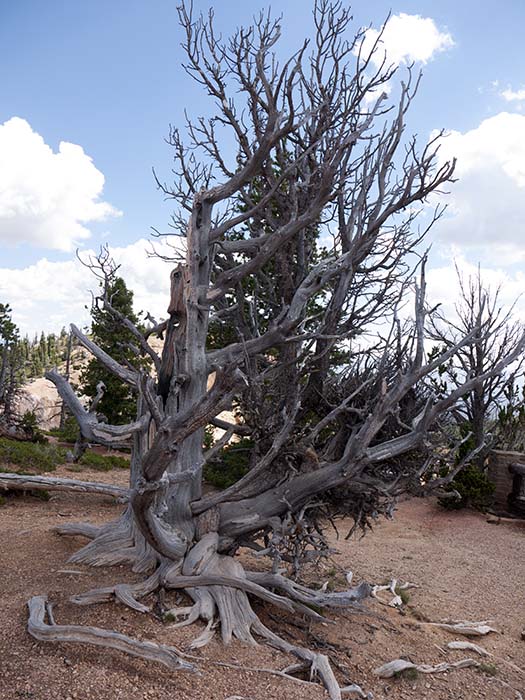 A great basin bristlecone pine