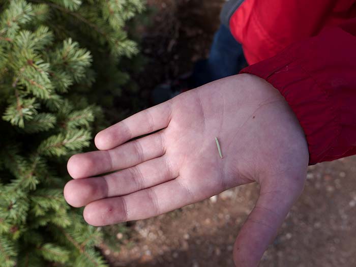 A needle of a white fir