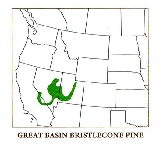 The distribution of the great basin bristlecone pine