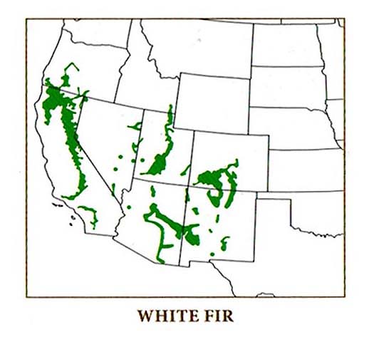 The distribution of the white fir