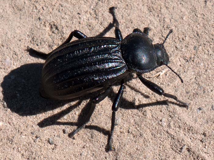 A ground beetle near Soda Lake