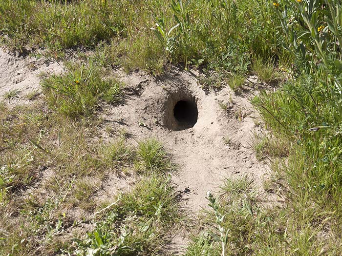 A burrow of a giant kangaroo rat