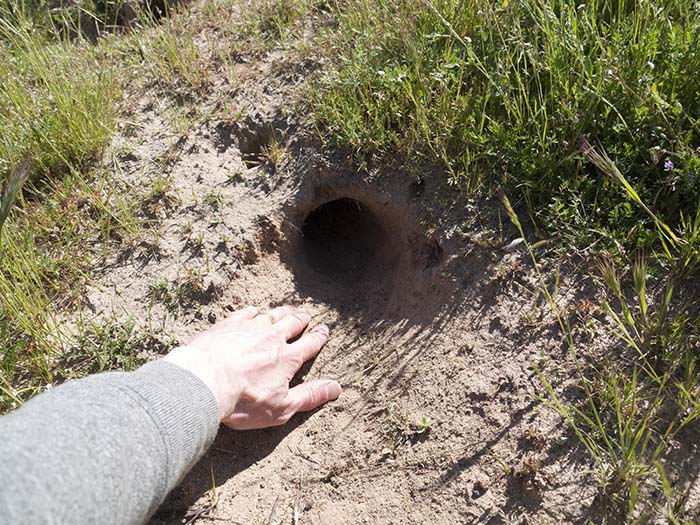 Another burrow of a giant kangaroo rat with a hand for scale