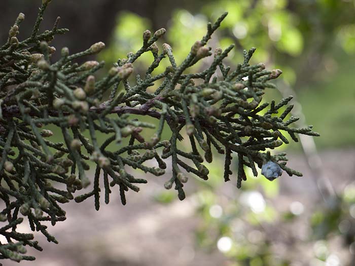 A California juniper up-close