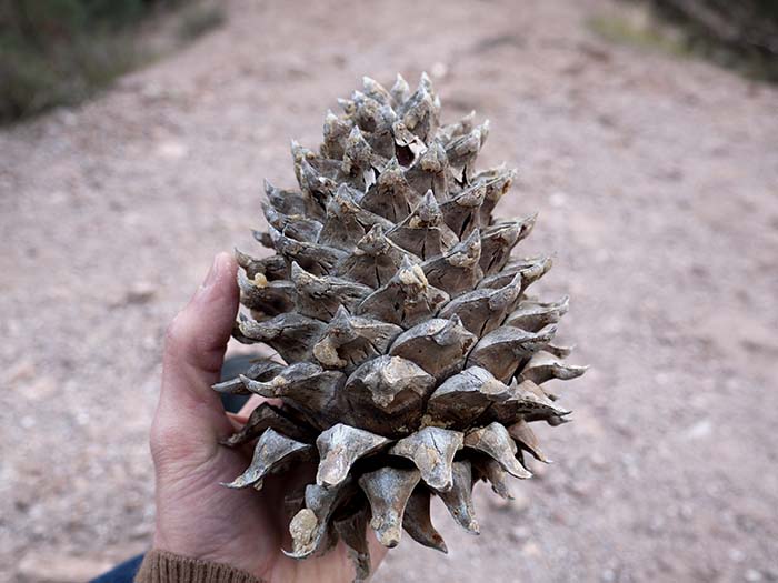 A cone of the gray pine