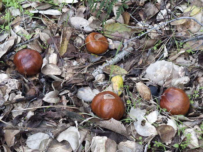 Fruits of horse chestnuts