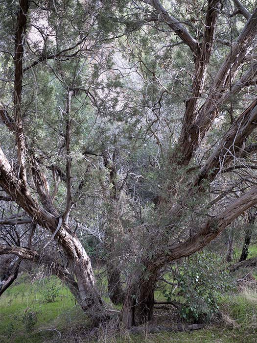 A California juniper