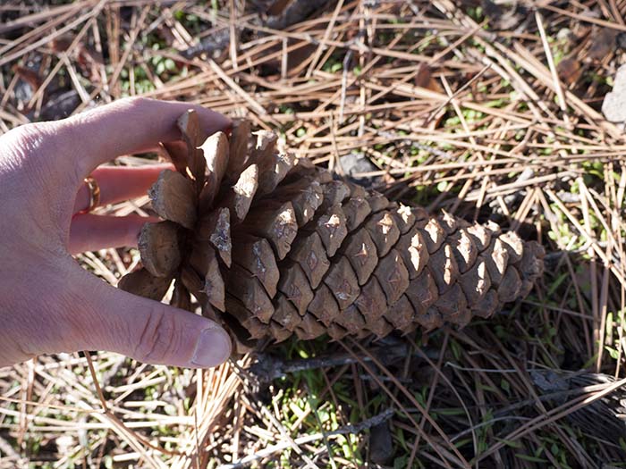 A cone of the Jeffrey pine